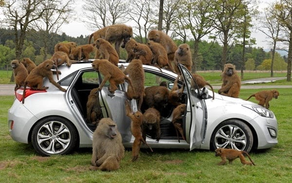 Baboons Destroy Hyundai i30