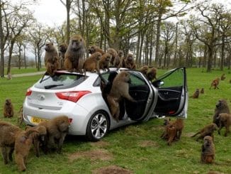 Hyundai i30 gone to the Baboons
