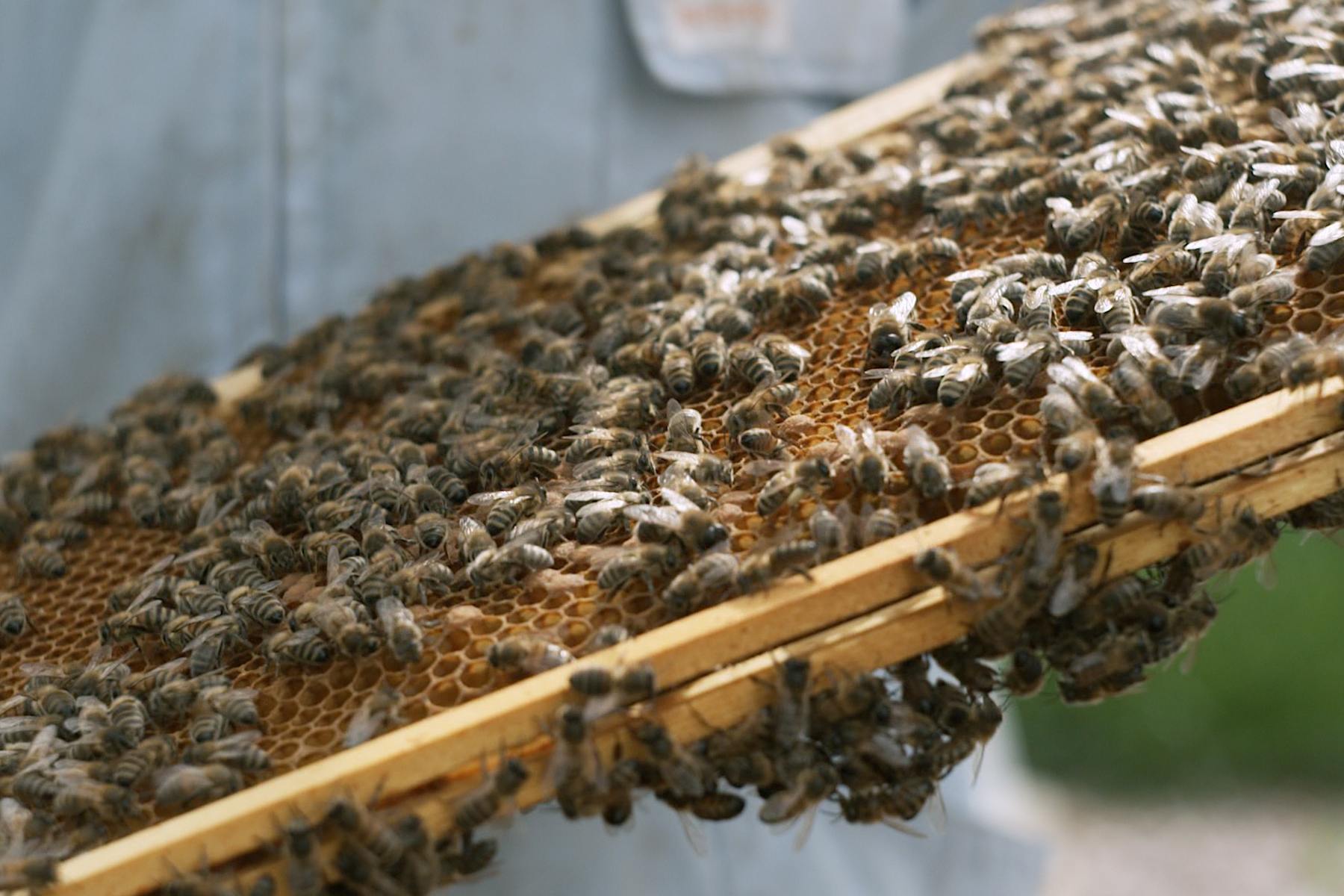 Bentley Extraordinary Bees - 1