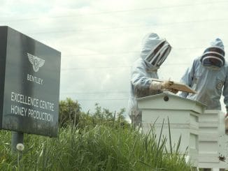 Bentley Extraordinary Bees - 1